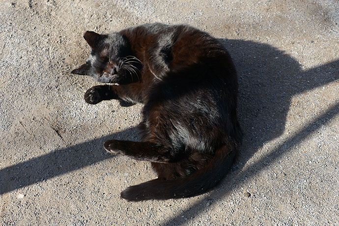 太田区のねこ