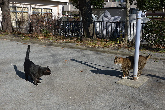 太田区のねこ