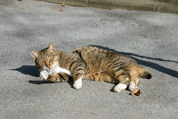 太田区のねこ