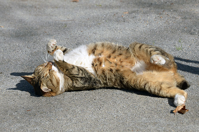 太田区のねこ