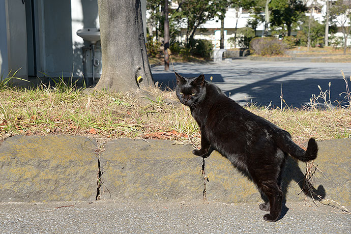 太田区のねこ