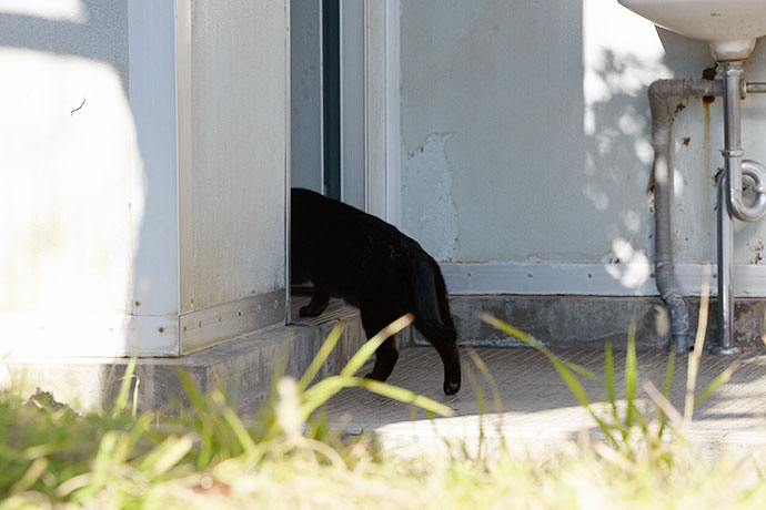 太田区のねこ
