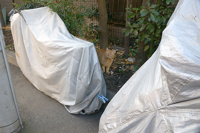 太田区のねこ