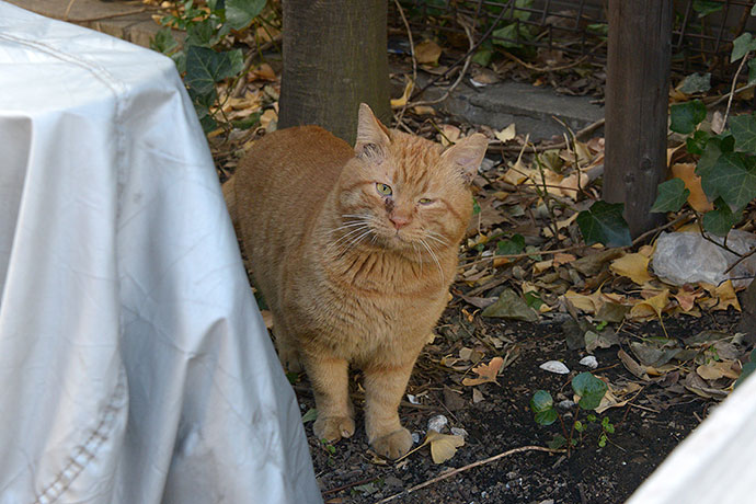 太田区のねこ