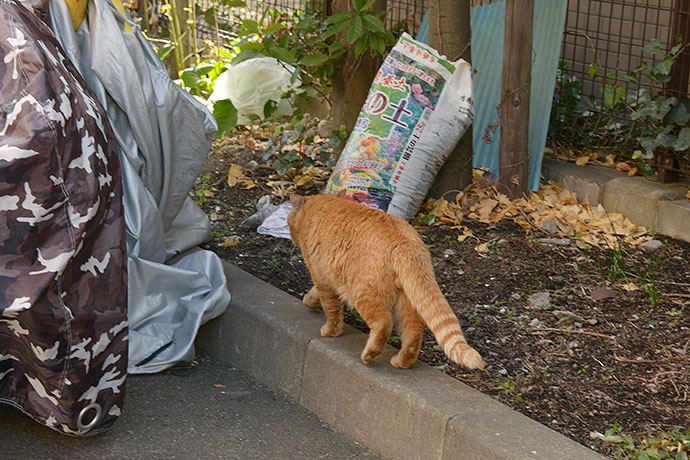 太田区のねこ
