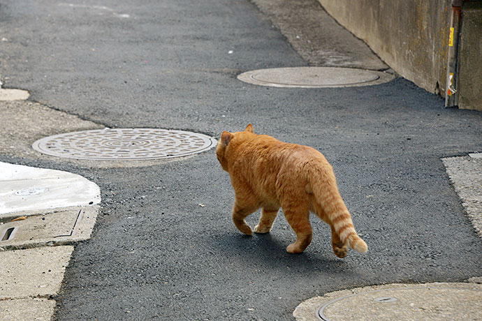 太田区のねこ
