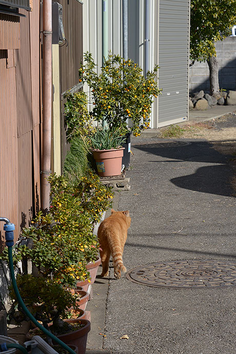 太田区のねこ