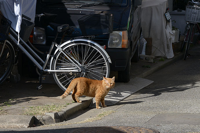 太田区のねこ