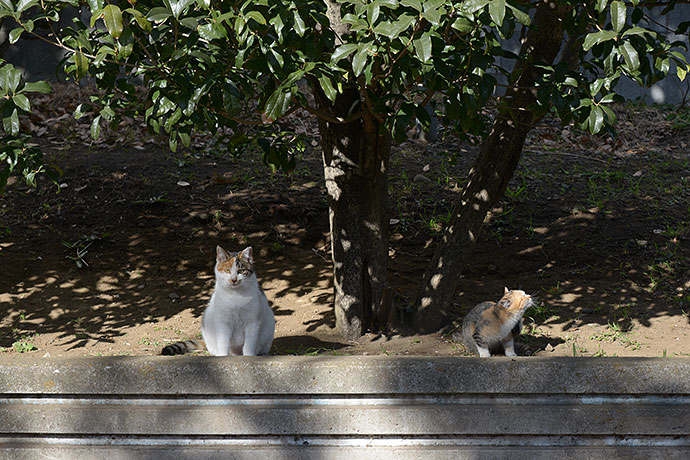太田区のねこ
