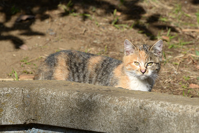 太田区のねこ