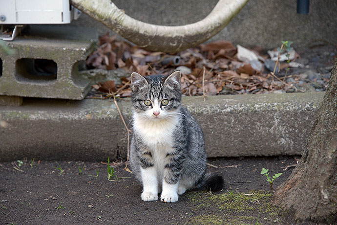 太田区のねこ
