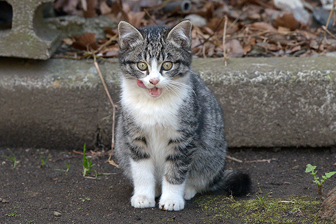 太田区のねこ