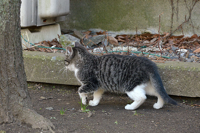 太田区のねこ
