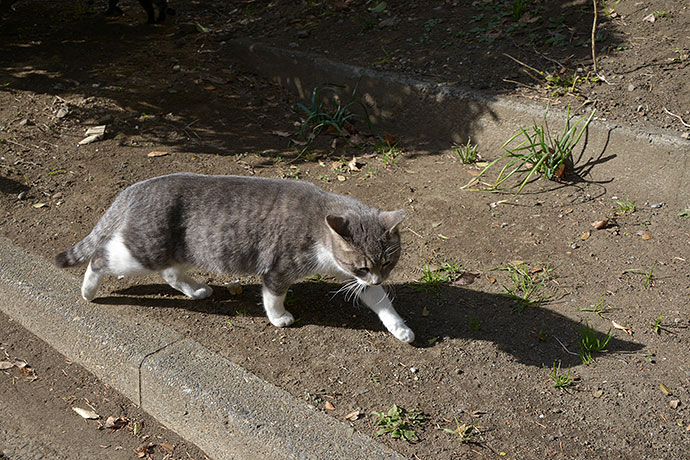 太田区のねこ