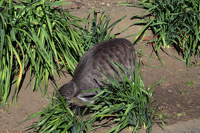 太田区のねこ