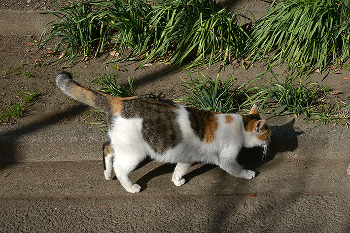 太田区のねこ