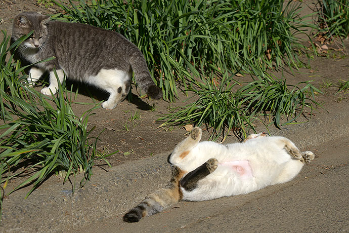 太田区のねこ