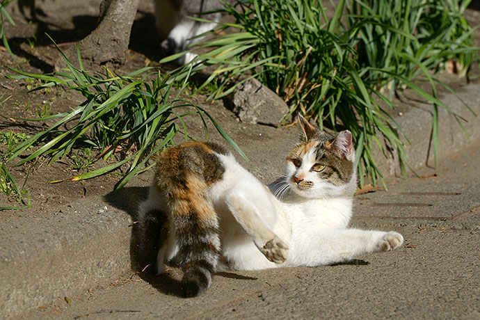 太田区のねこ