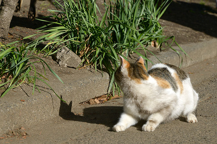 太田区のねこ
