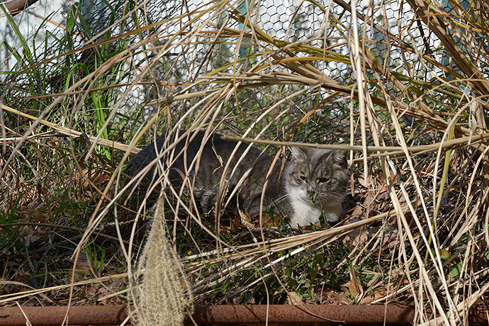 太田区のねこ
