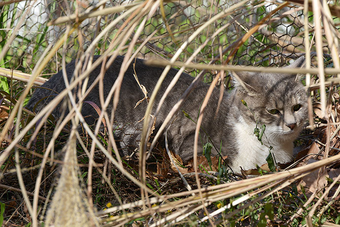 太田区のねこ
