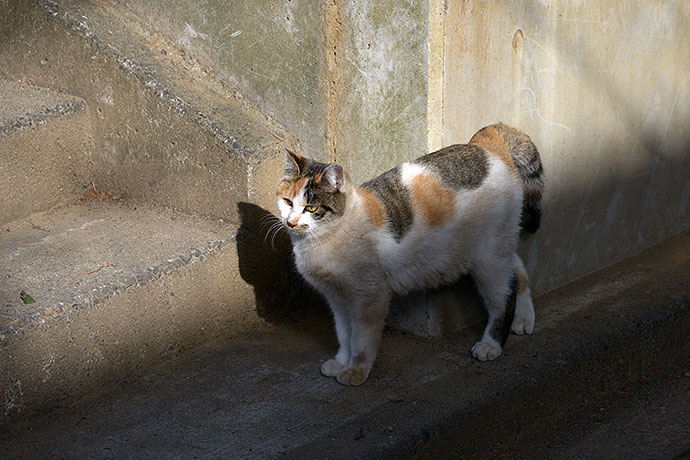 太田区のねこ