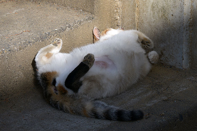 太田区のねこ
