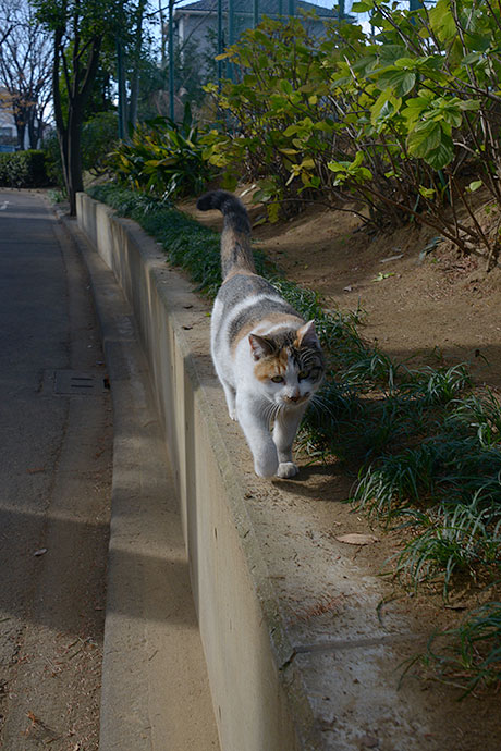 太田区のねこ