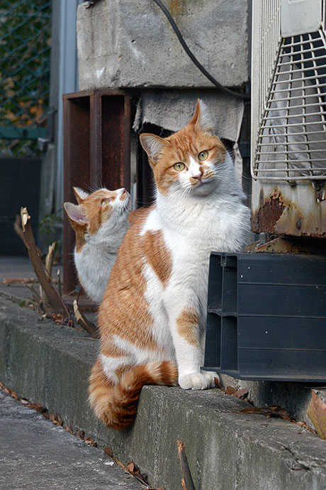太田区のねこ