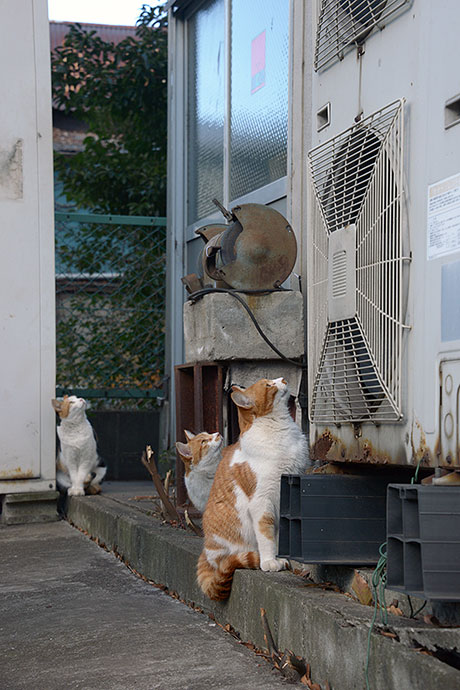 太田区のねこ