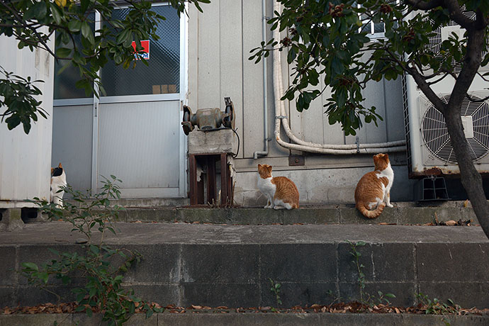 太田区のねこ