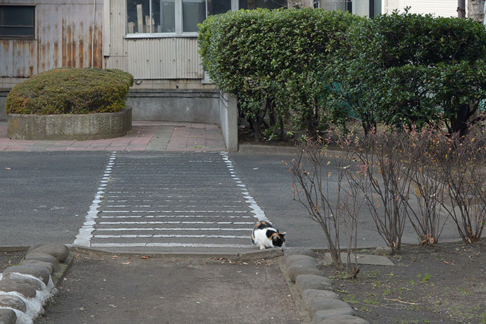 太田区のねこ