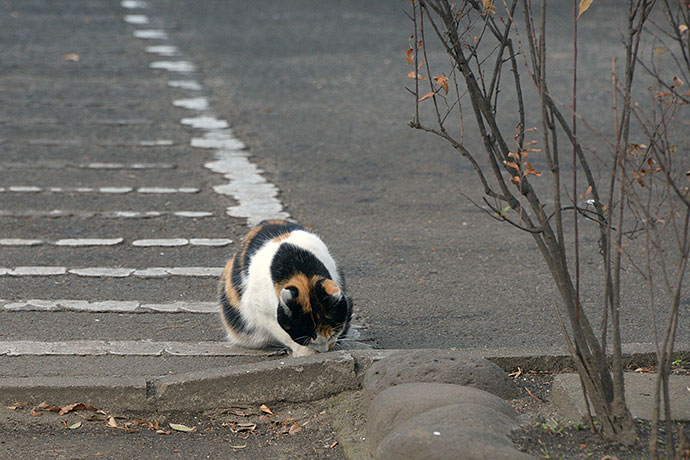 太田区のねこ