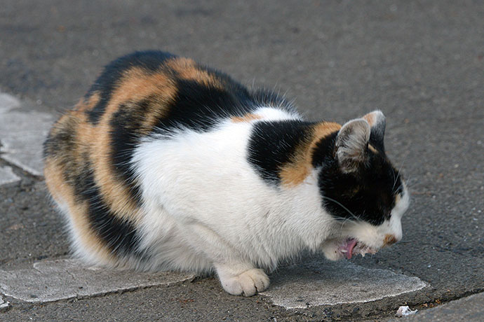 太田区のねこ