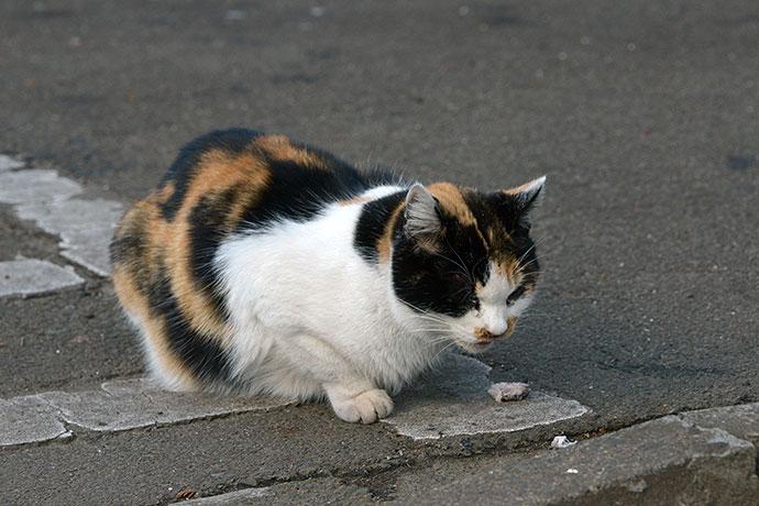 太田区のねこ