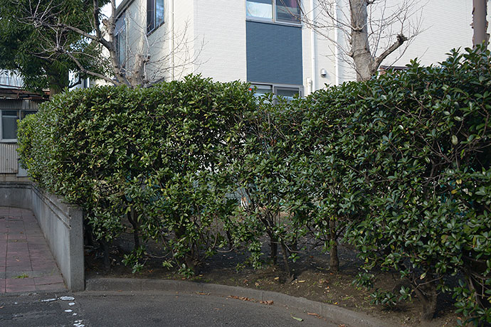 太田区のねこ