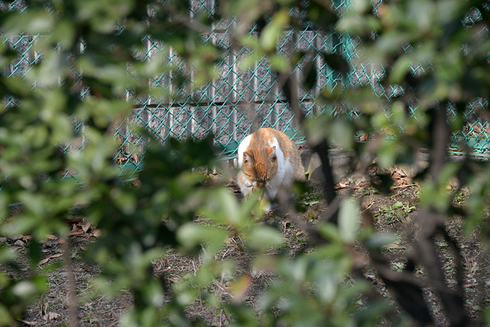 太田区のねこ