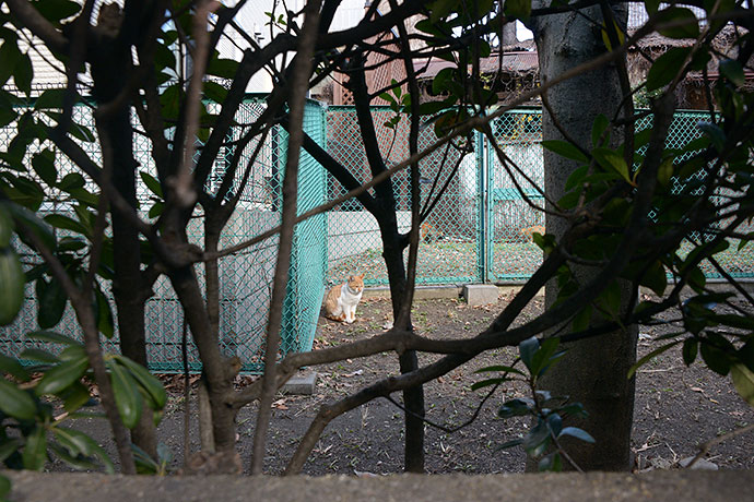 太田区のねこ