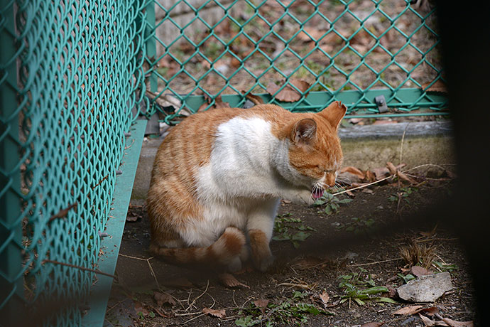 太田区のねこ