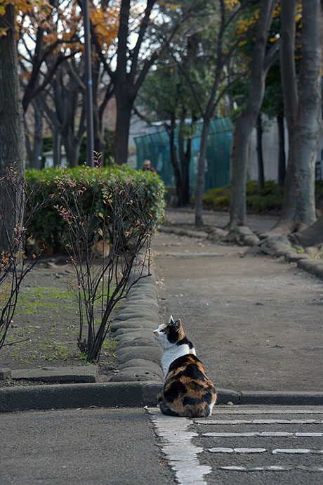 太田区のねこ