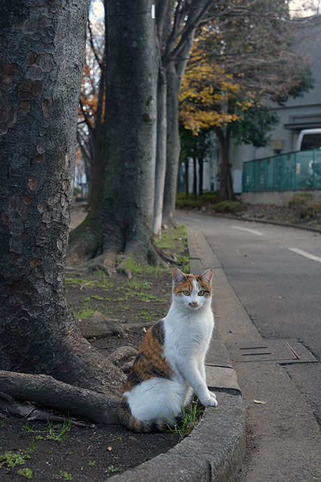 太田区のねこ
