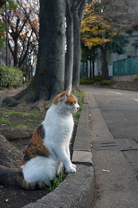 太田区のねこ