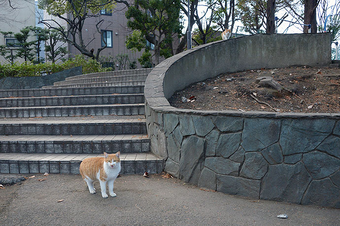 太田区のねこ
