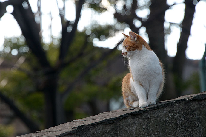 太田区のねこ