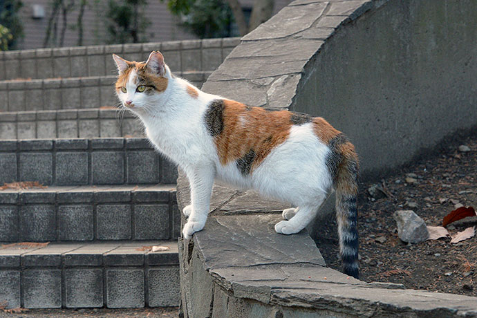 太田区のねこ
