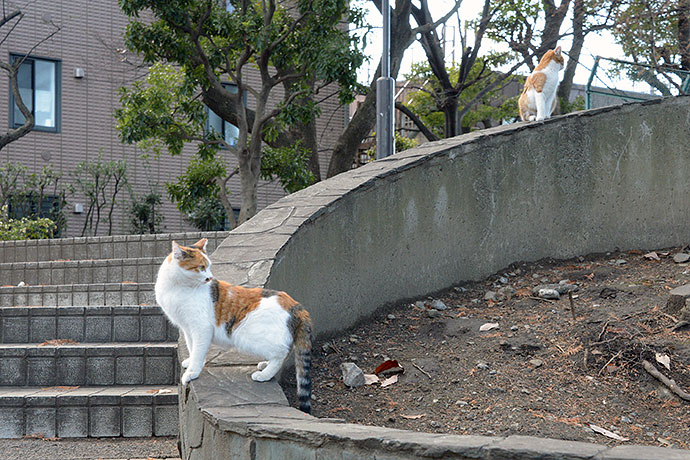 太田区のねこ