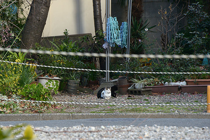 太田区のねこ