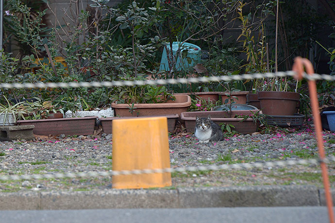 太田区のねこ