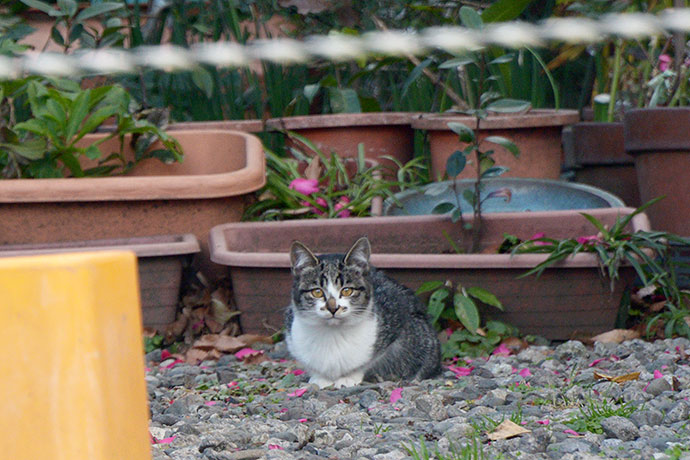太田区のねこ