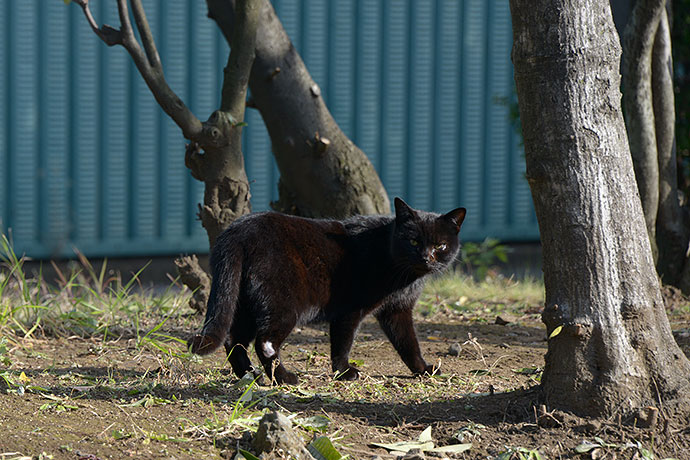 太田区のねこ